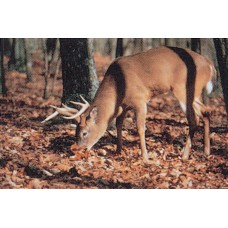 Blazoen voor dieren 28" H x 42" L  Whitetail deer
